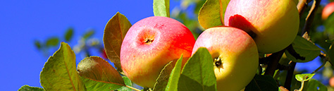 Профессиональная защита и питание яблони