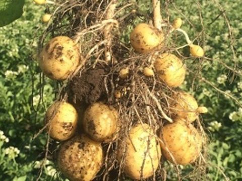 Эффективная система защиты картофеля от фитофтороза и альтернариоза