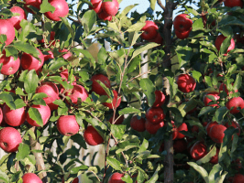 Как правильно защитить яблоню от мучнистой росы?