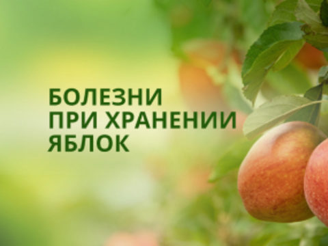 Болезни плодов яблони при хранении
