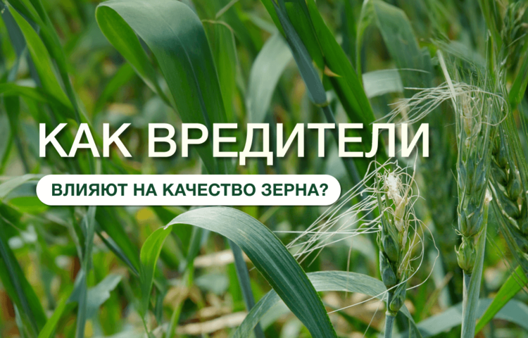Работа над качеством зерна: ЭФОРИЯ® ТОП поможет!