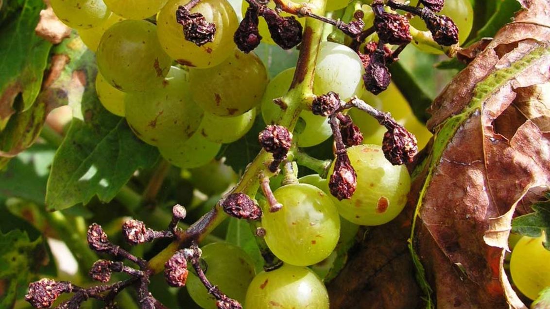 Фузариоз винограда