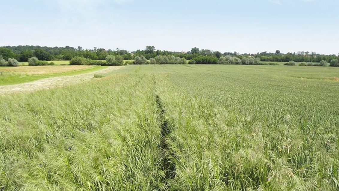 АКСИАЛ — для эффективной защиты посевов зерновых культур