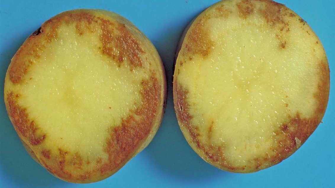 Фитофтороз картофеля на корнеплоде в разрезе