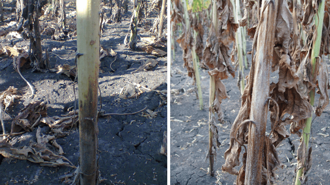 Слева - начальная стадия поражения прикорневой части стебля подсолнечника пепельной гнилью; справа - растение подсолнечника, пораженное пепельной гнилью