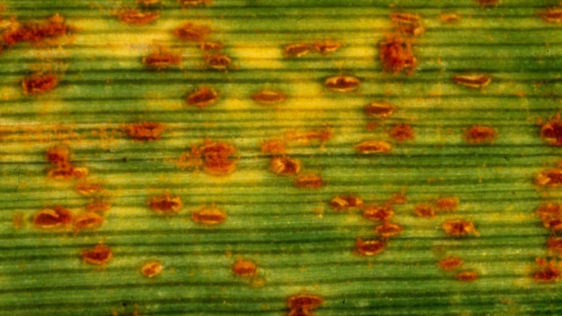 Бурая ржавчина пшеницы — Puccinia triticina