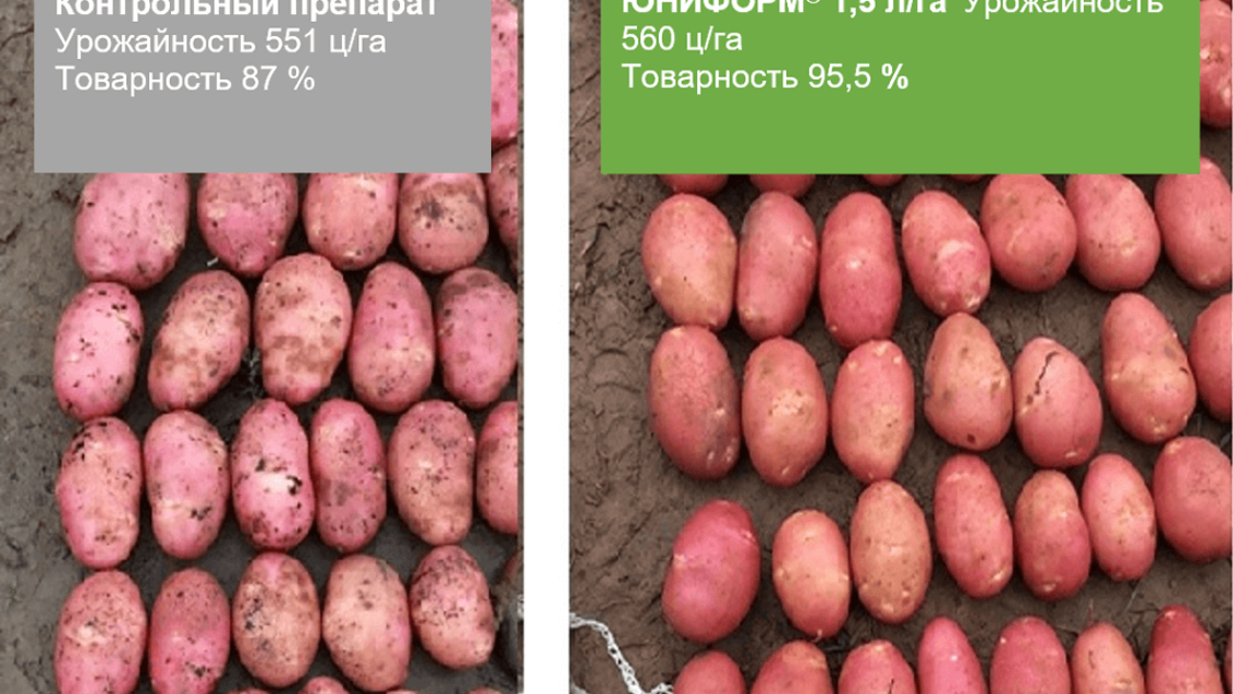 Первый шаг к качественному урожаю картофеля