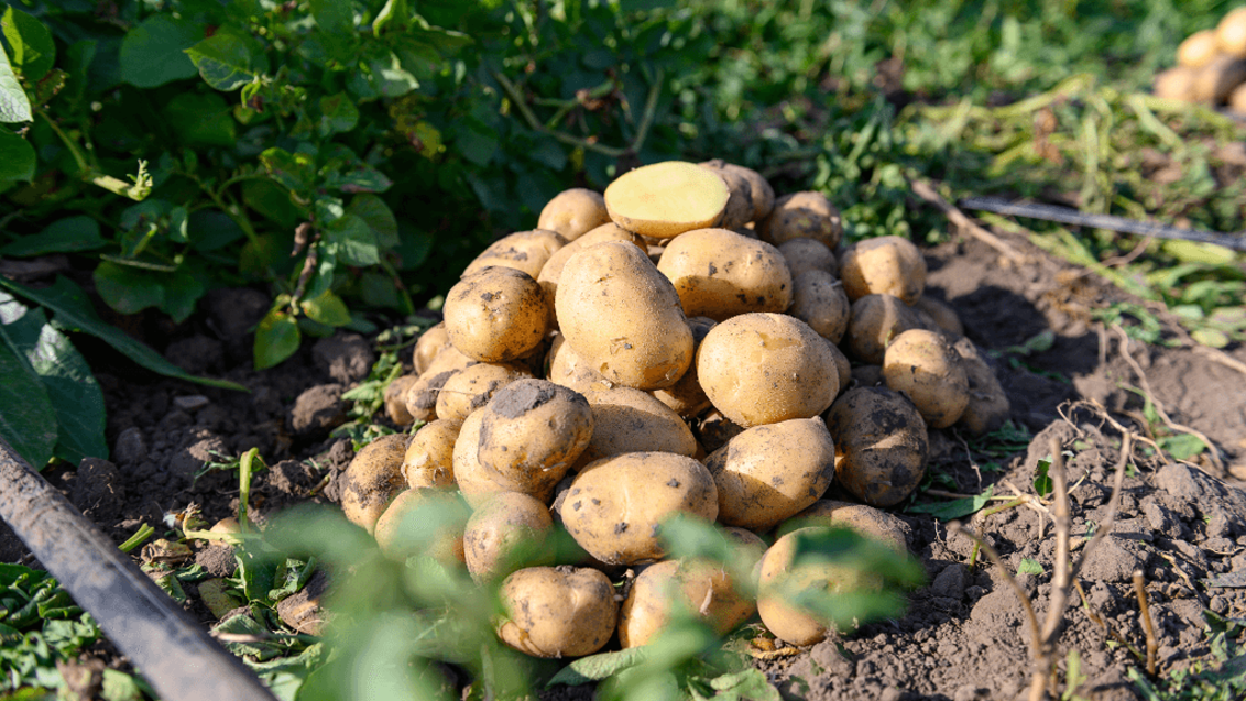 Новый уровень защиты картофеля от почвенных болезней и вредителей