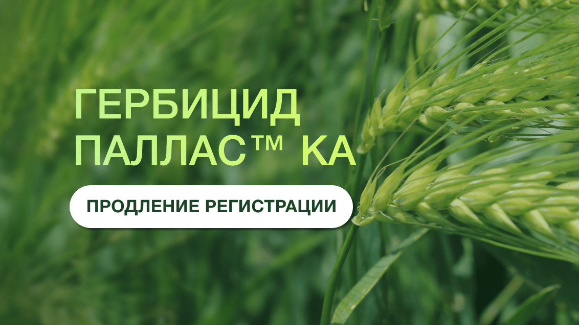ПАЛЛАС® КА. У уникального гербицида продлена регистрация в России