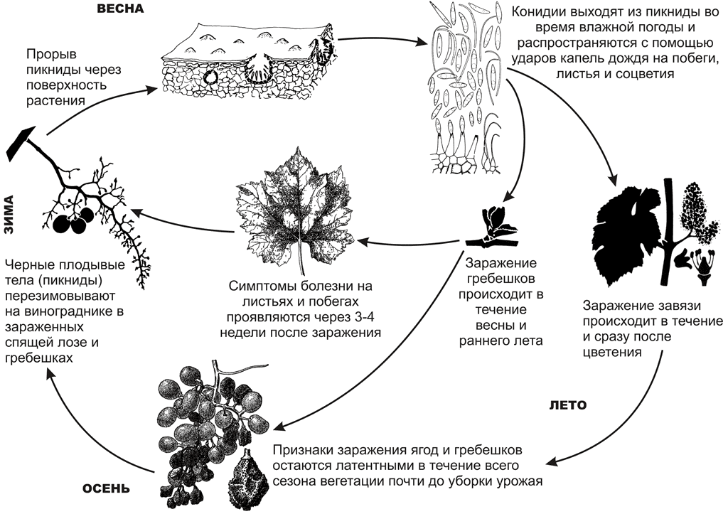 Черная пятнистость винограда (экскориоз, сухорукавность, фомопсис)