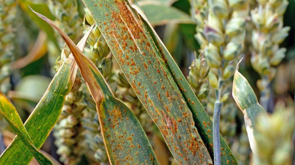 Скорость развития листостебельных инфекций зерновых культур