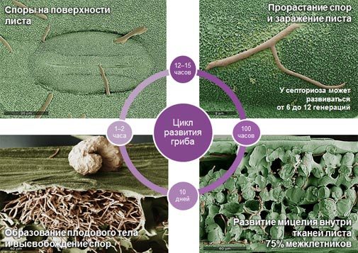 Цикл развития на озимой пшенице возбудителя септориоза (S. tritici) при благоприятных условиях
