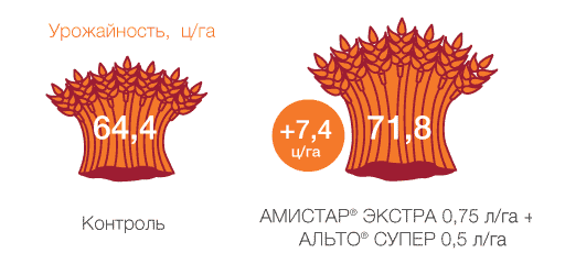 Озимая пшеница, Курская обл., 2015 г.