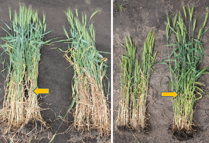 Озимая пшеница разных сортов — растения, обработанные МОДДУС® и АМИСТАР® ЭКСТРА, имеют более развитую корневую систему, более выровненный стеблестой и плотную соломину