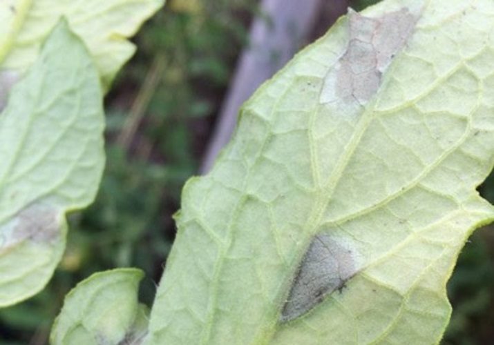 ФИТОФТОРОЗ - Во влажных условиях вскоре появляется слабый серо-белый налёт мицелия образующийся чаще на нижней стороне листьев