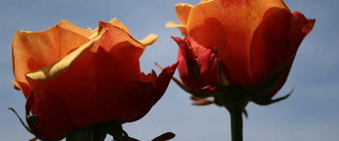 Защита роз от болезней и вредителей