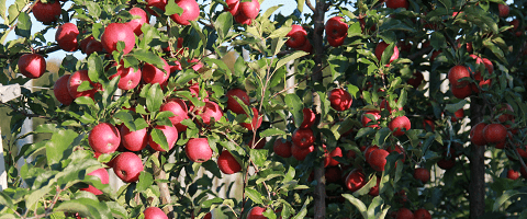 Как правильно защитить яблоню от мучнистой росы?