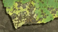 Эмбеллизия подсолнечника, фото