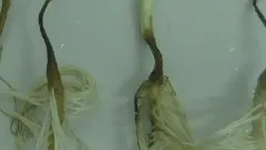 Фузариоз подсолнечника, фото