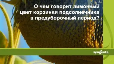 О чем говорит лимонный цвет корзинки подсолнечника в предуборочный период