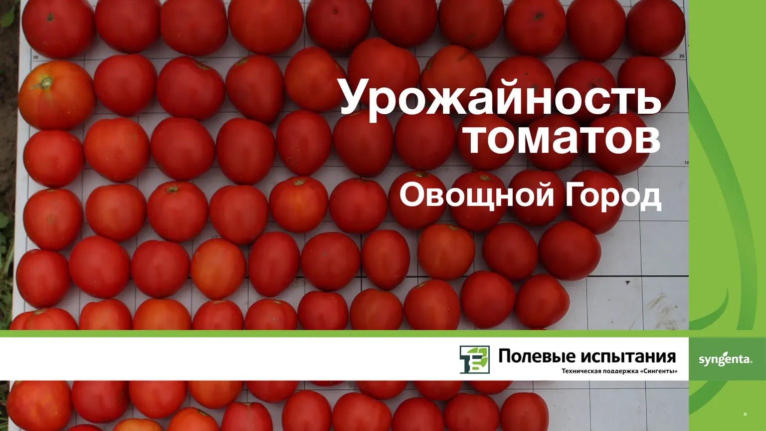 Урожайность томатов