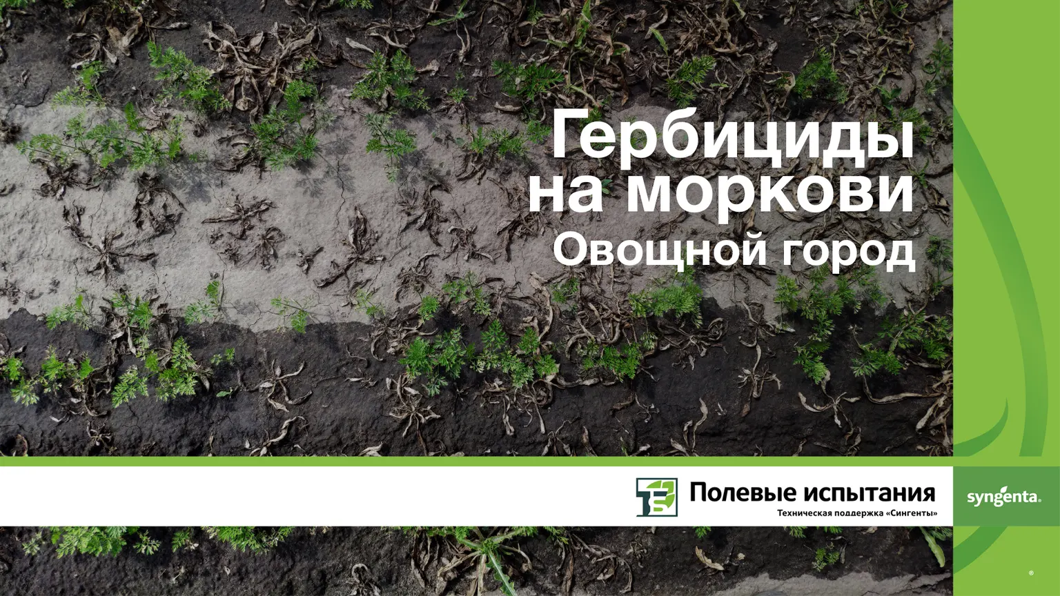 Гербициды на моркови