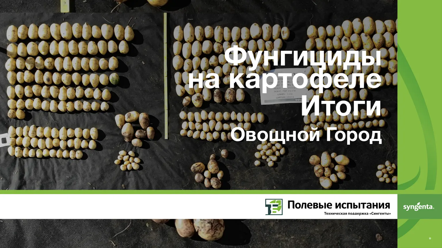 Фунгицидный опыт на картофеле Итоги