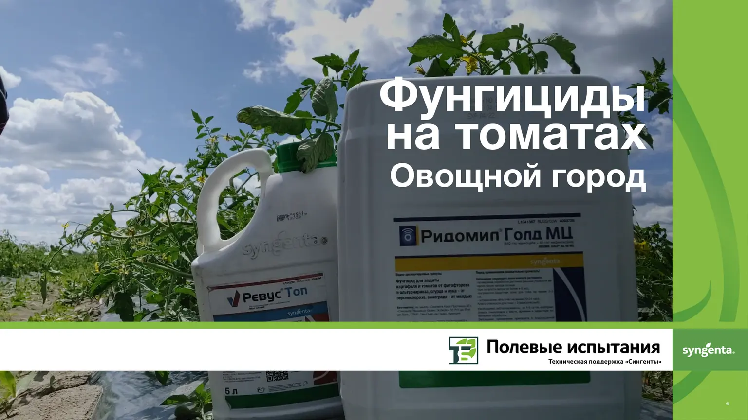 Фунгициды на томатах, Коломна