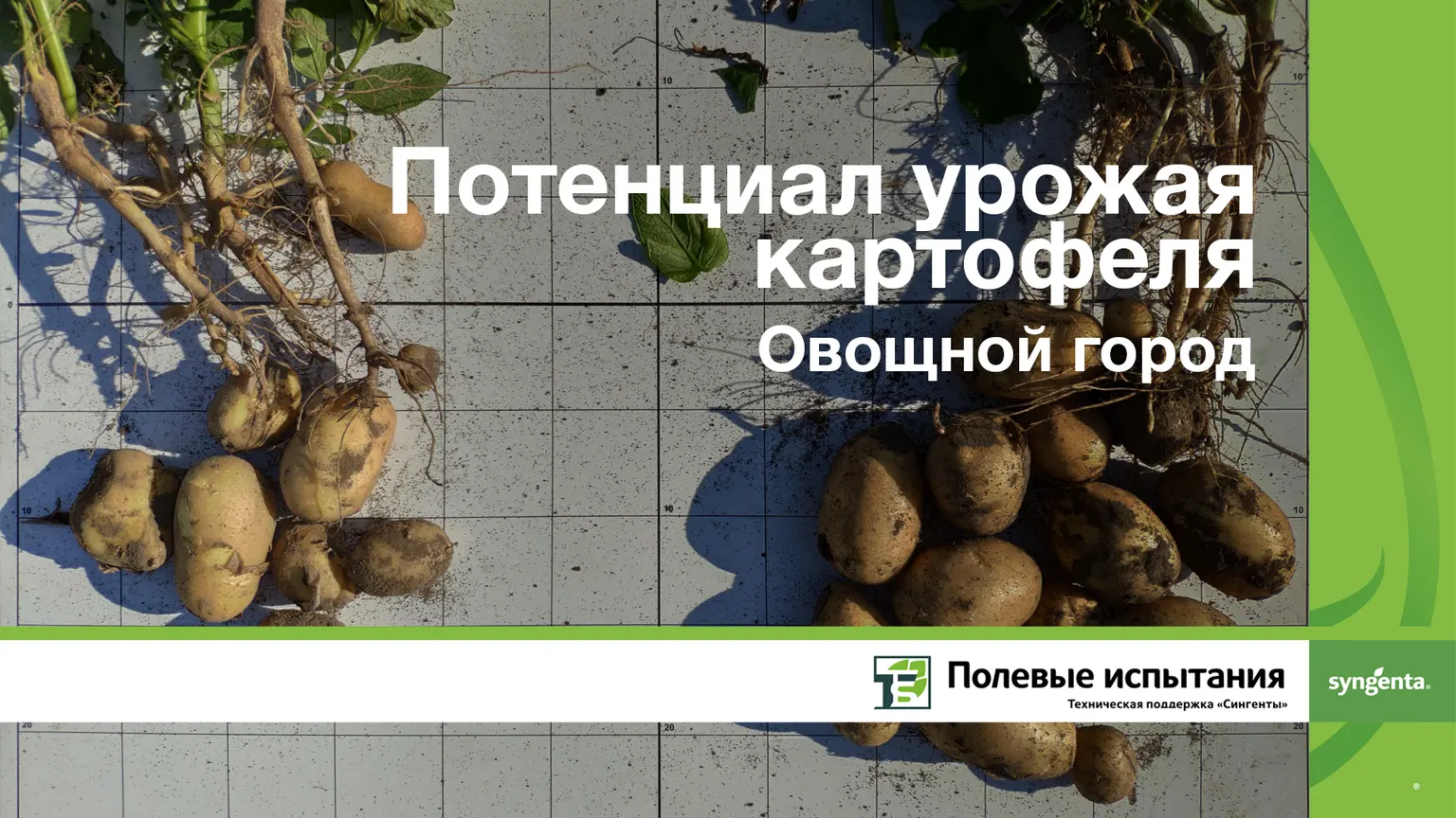 Предпосадочная обработка картофеля. Фунгицидная защита
