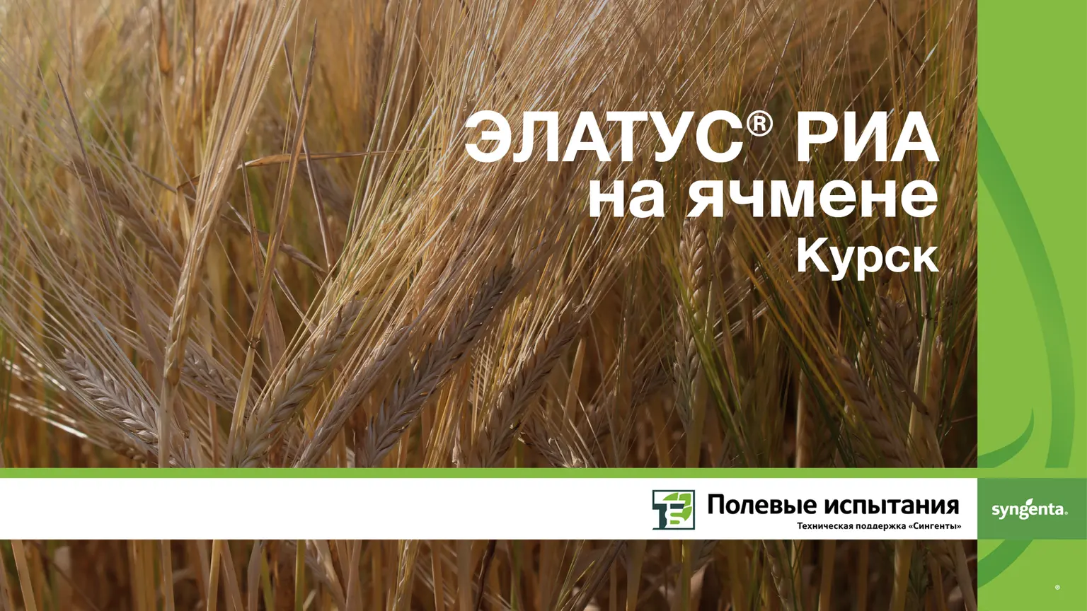Элатус риа на ячмене