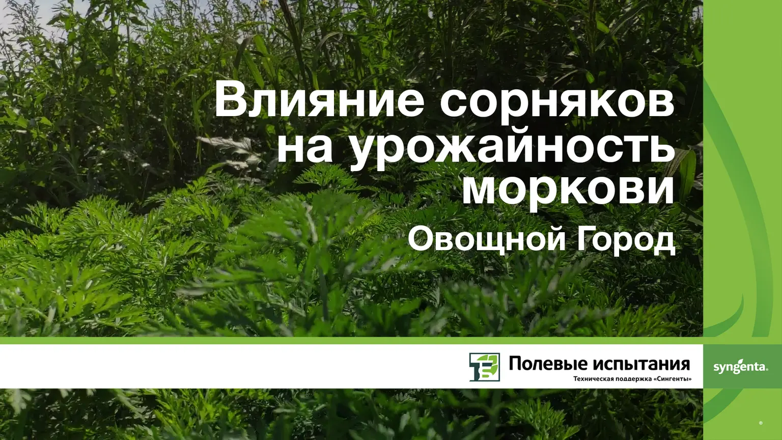 Влияние гербицидов на урожайность моркови