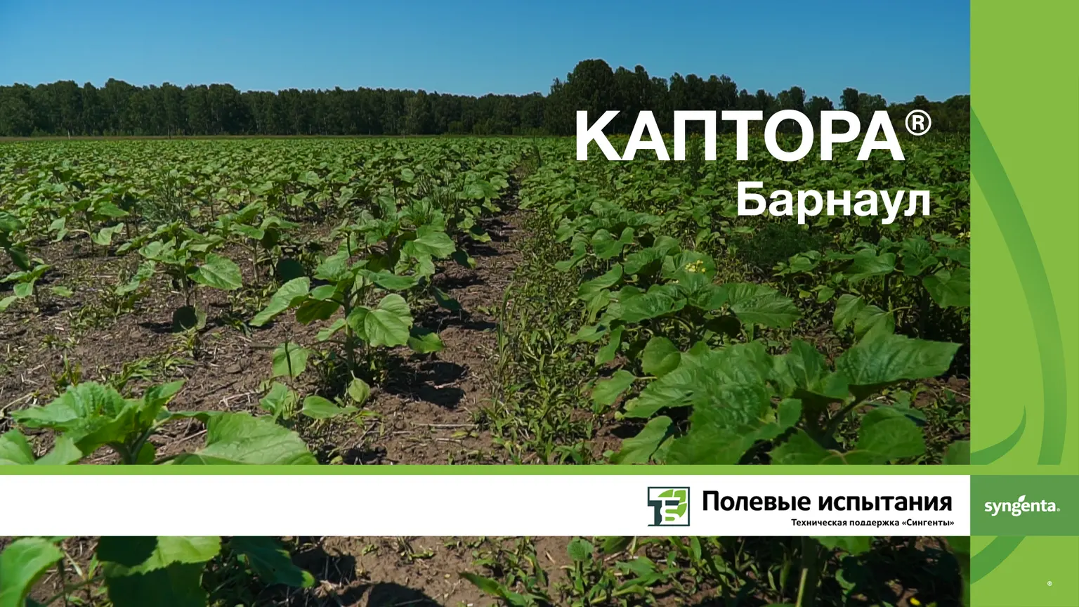 Каптора 