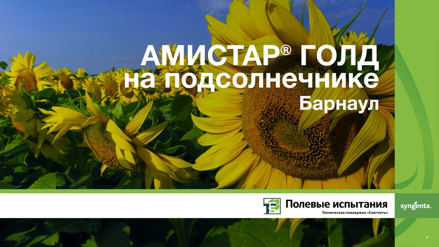Амистар голд на подсолнечнике, Барнаул