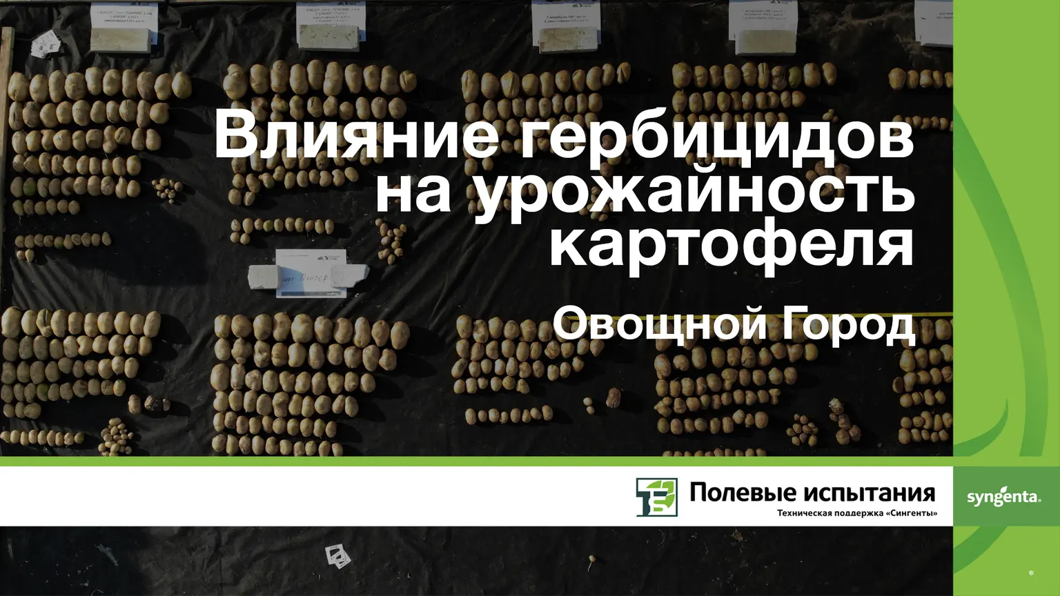 Влияние гербицидов на урожайность картофеля, Овощной Город Коломна