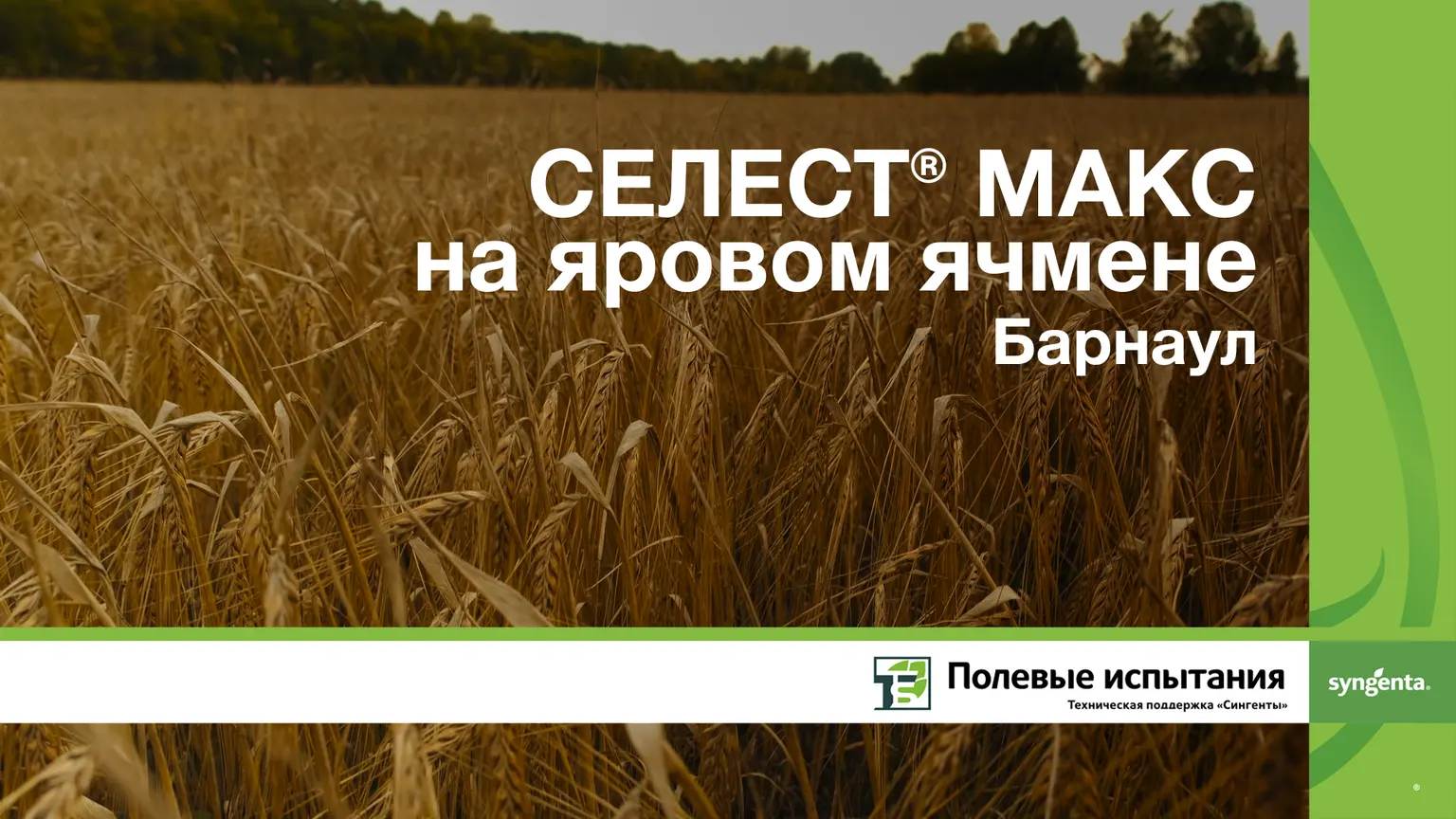 Селест Макс ячмень 