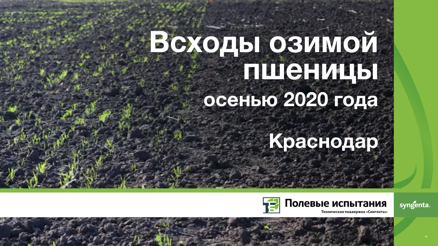Всходы озимой пшеницы осенью 2020 года