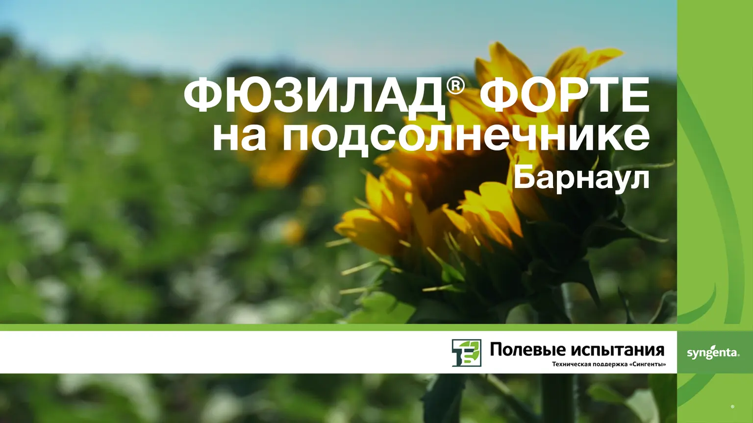 Фюзилад форте на подсолнечнике, Барнаул