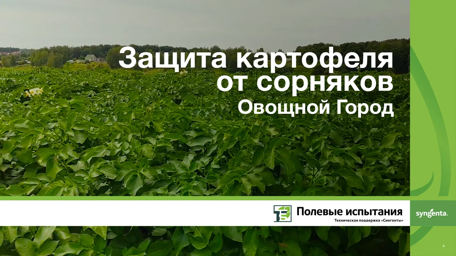 Защита картофеля от сорняков, Овощной Город Коломна
