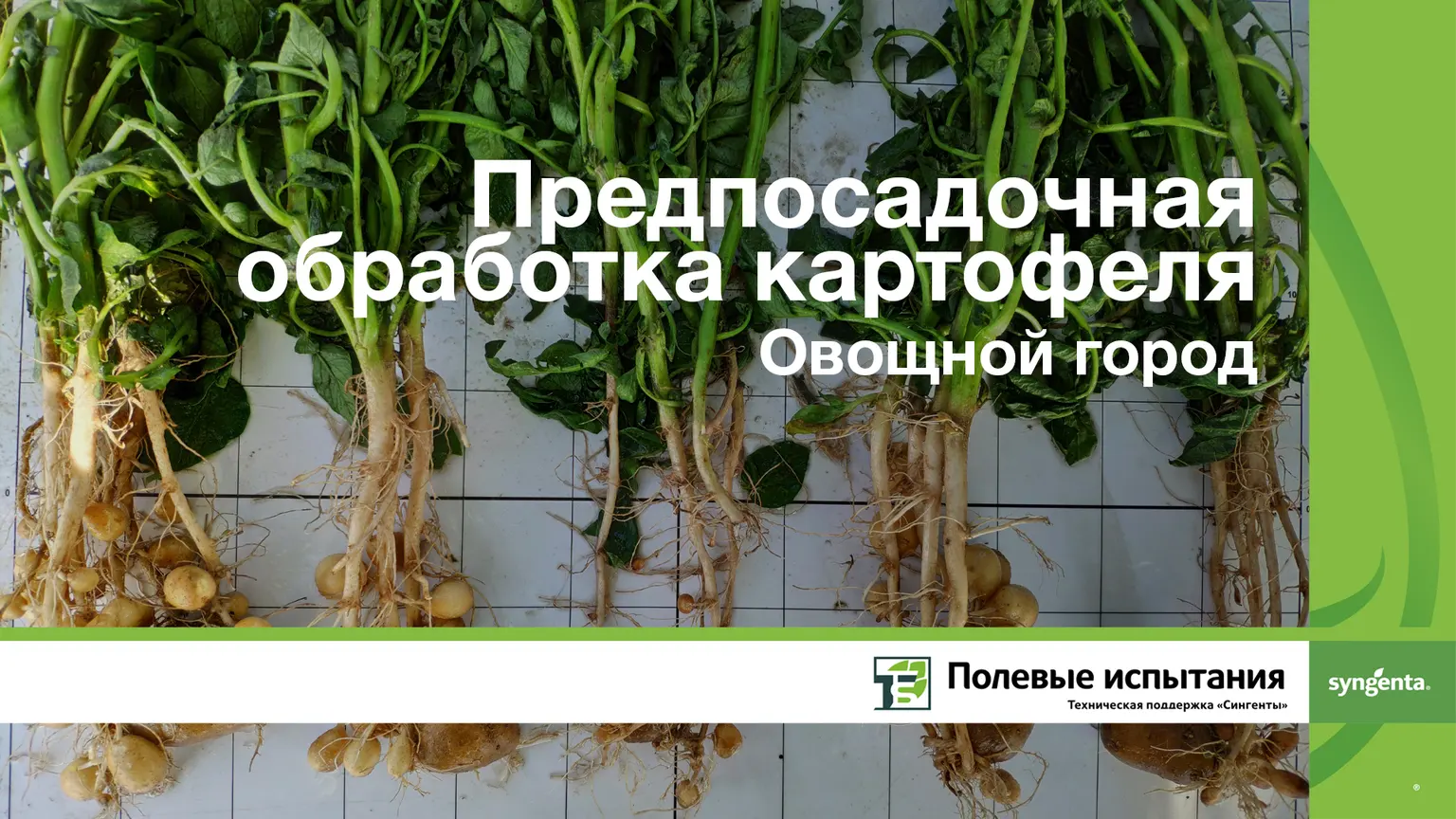 Предпосадочная обработка картофеля