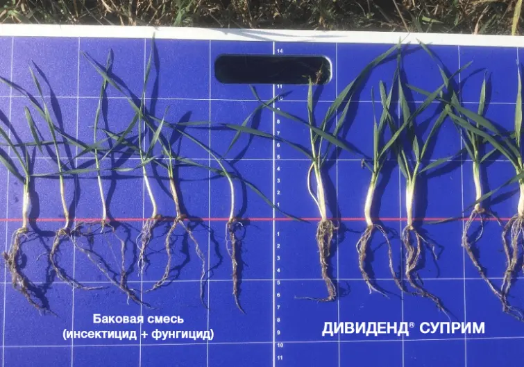 Кущение — важнейший элемент формирования потенциала урожая зерновых