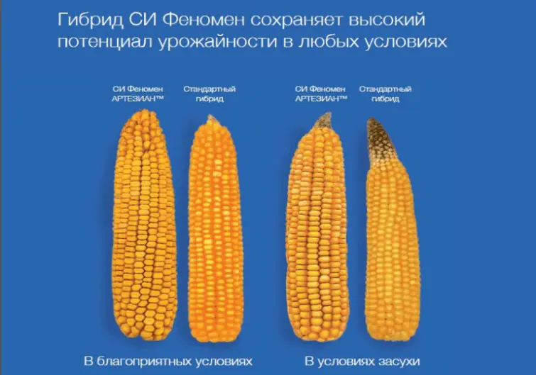 Гибриды АРТЕЗИАН™ сохраняют высокий потенциал урожайности в любых условиях