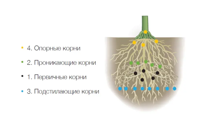 Корневая система кукурузы