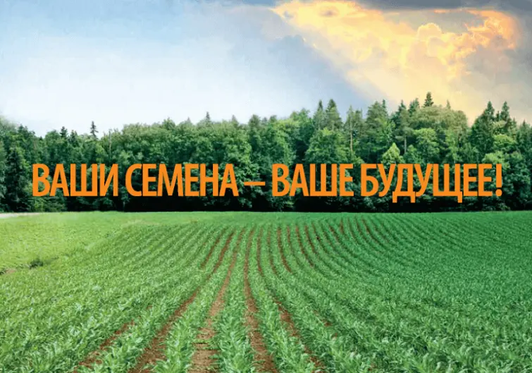 Максим Кватро - Прорастание кукурузы – это этап, на котором культура особенно уязвима