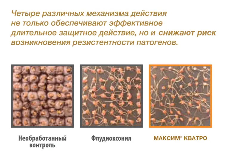 Фунгицидный протравитель МАКСИМ® КВАТРО обеспечит готовность семян ко всему