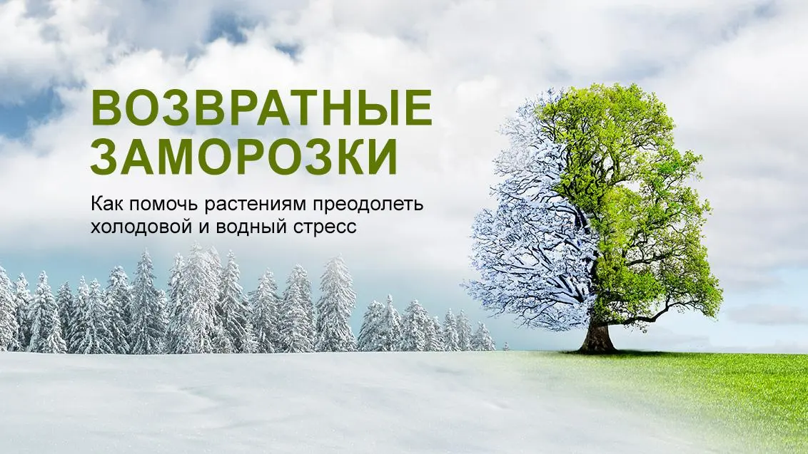 Решение проблемы возвратных заморозков