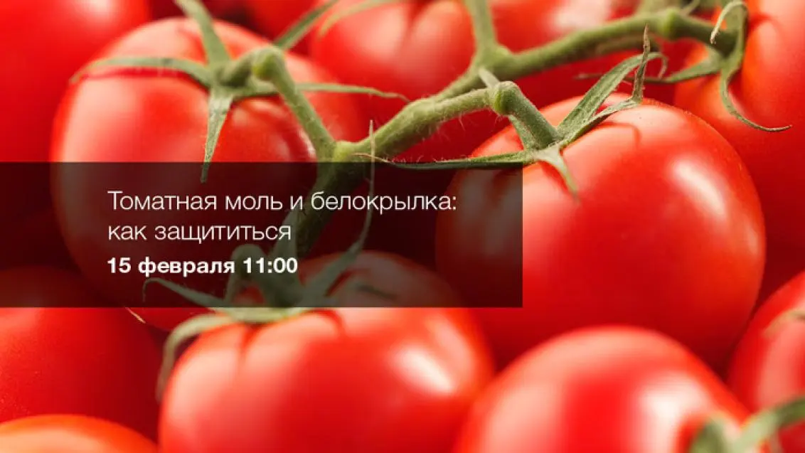Вебинар «Томатная моль и белокрылка: как защититься»