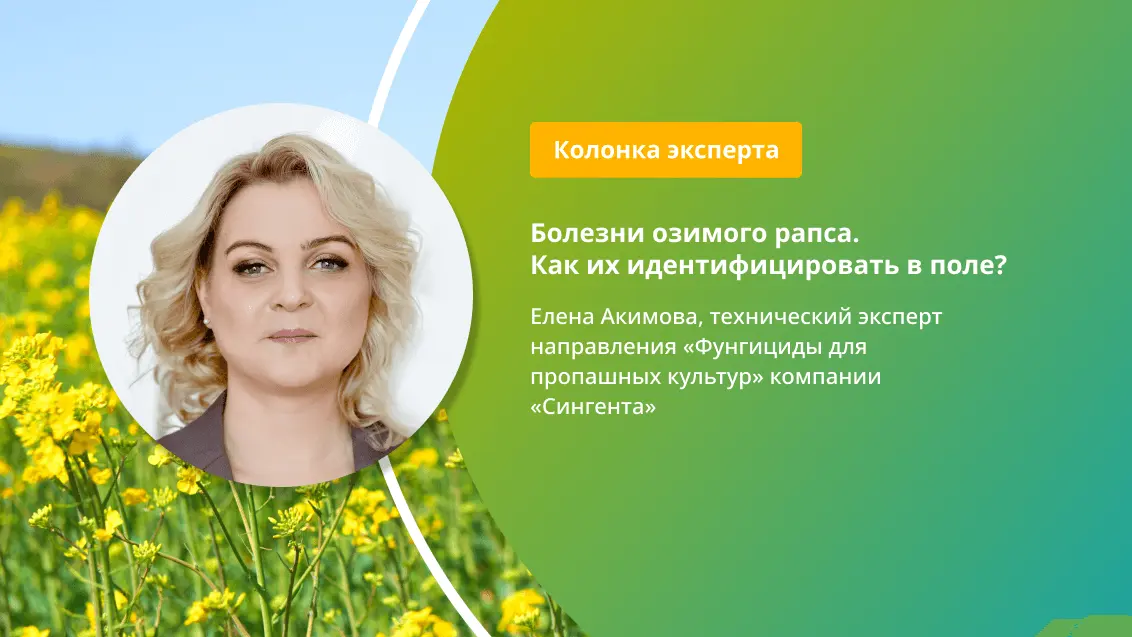 Болезни озимого рапса. Как их идентифицировать в поле?