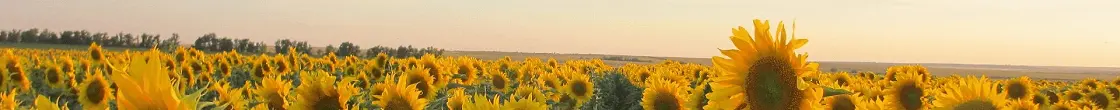 Болезни подсолнечника: миф или реальность?