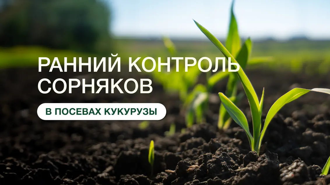 ЛЮМАКС®: эффективная защита кукурузы от старта до финиша