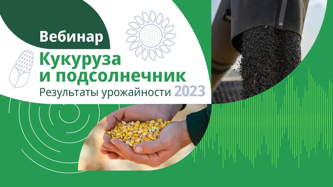 Кукуруза и подсолнечник. Результаты урожайности — 2023